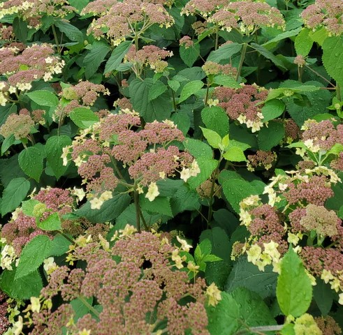 Hydrangea Pinky Pollen Ring3