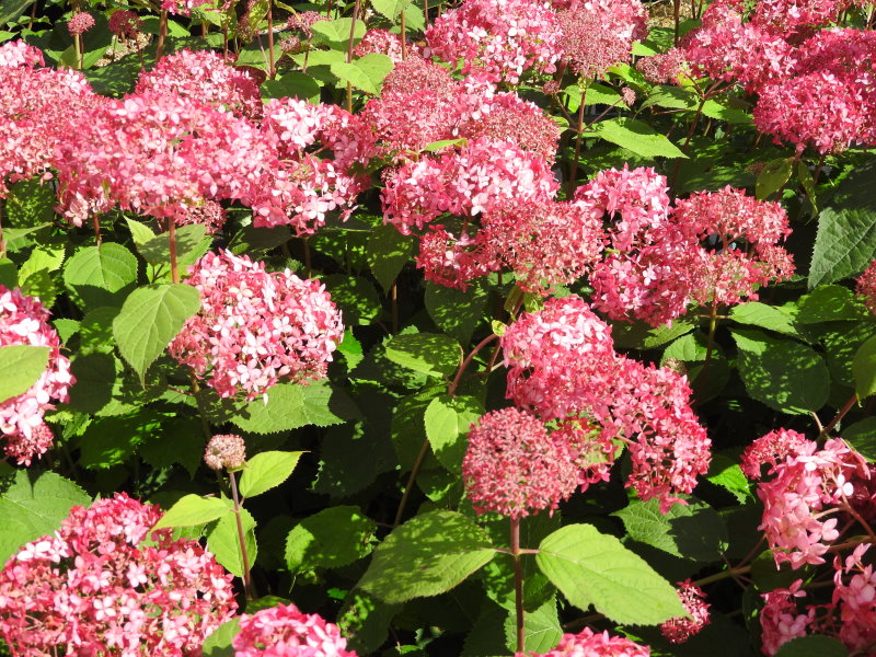 Hydrangea Pink Percussion2