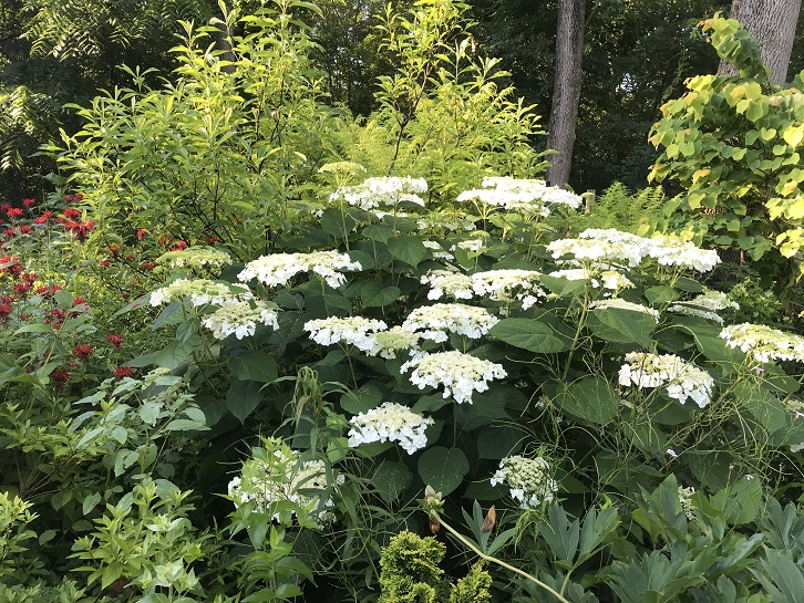 Hydrangea arborescence Haas Halo