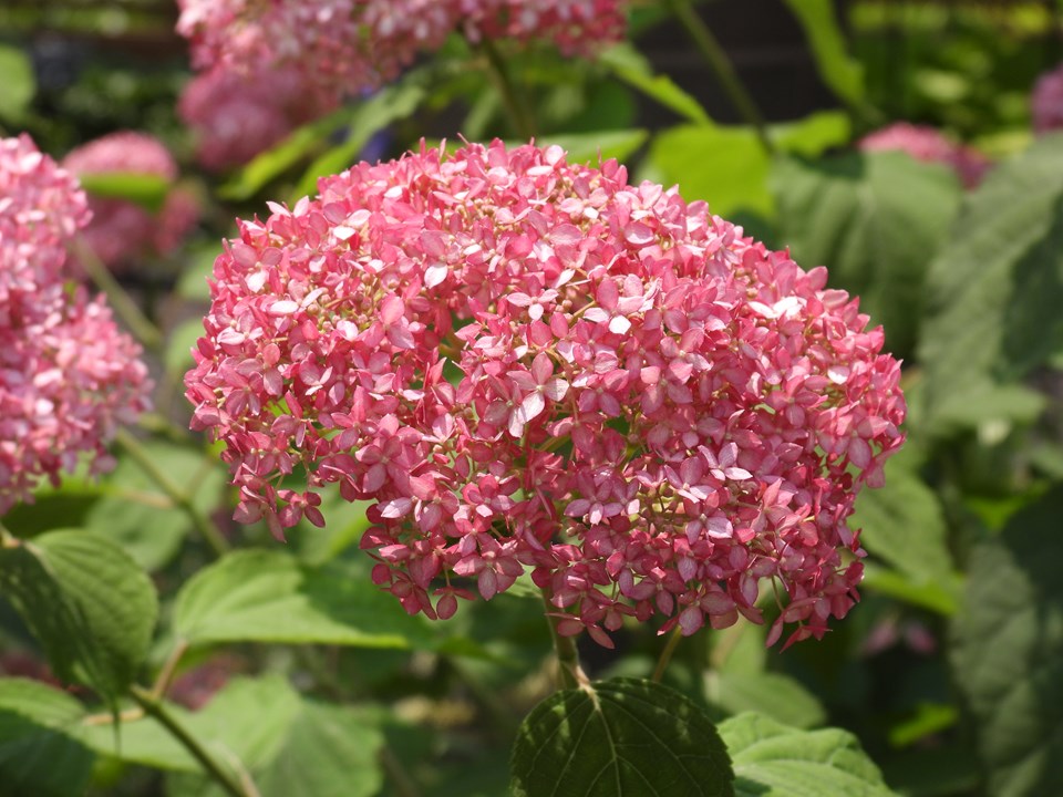 Hydrangea Invincibelle Spirit - Pink Annabelle 5