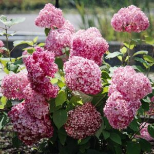 Hydrangea Magical Dark Pink