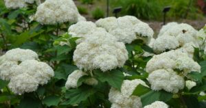 Hydrangea Bounty