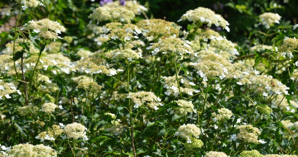 Hydrangea arborescence Emerald Lace