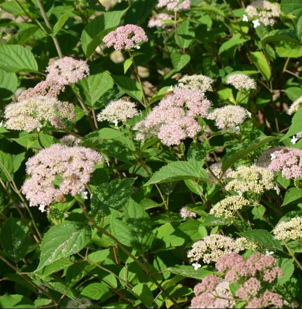 Hydrangea Pink Pincushion2