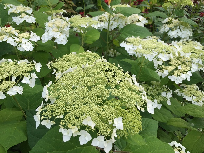 Hydrangea Haas Halo