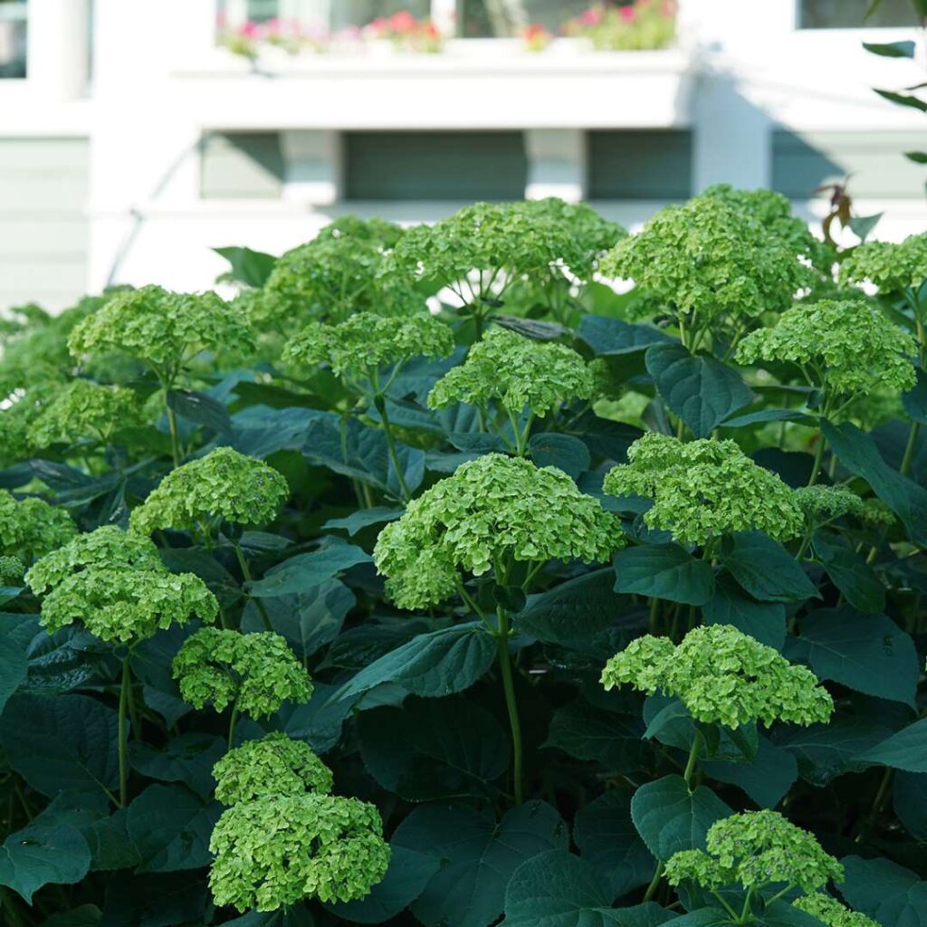 Hydrangea Invincibelle Sublime5