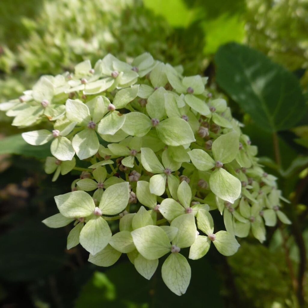 Hydrangea Lime Rickey3