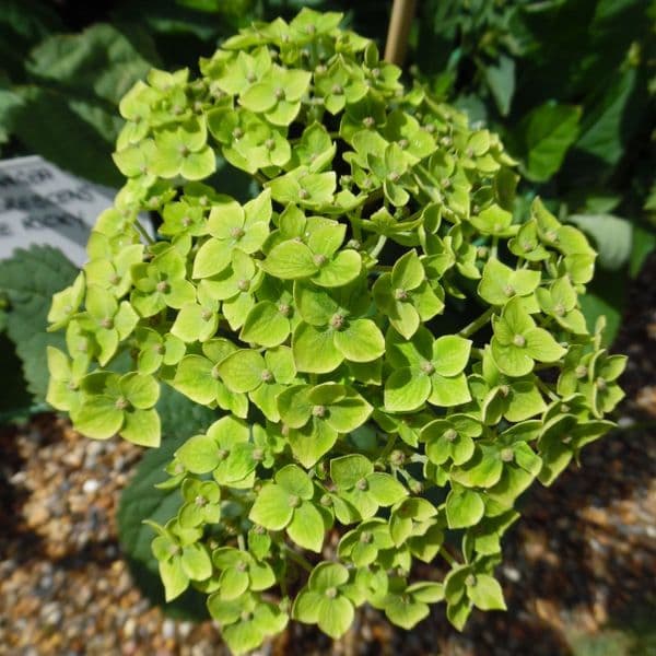 Hydrangea Lime Rickey