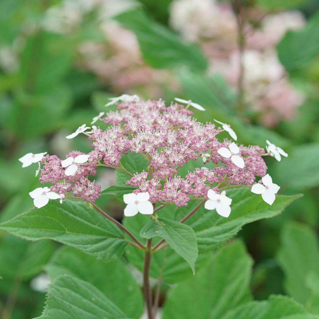 Hydrangea smooth Invincibelle Lace