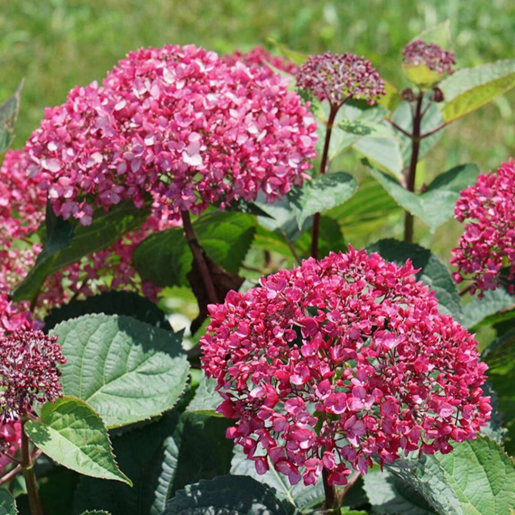 Hydrangea Invincibelle Garnetta 1