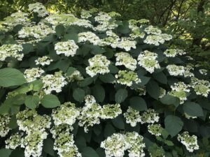 Hydrangea smooth Haas Halo