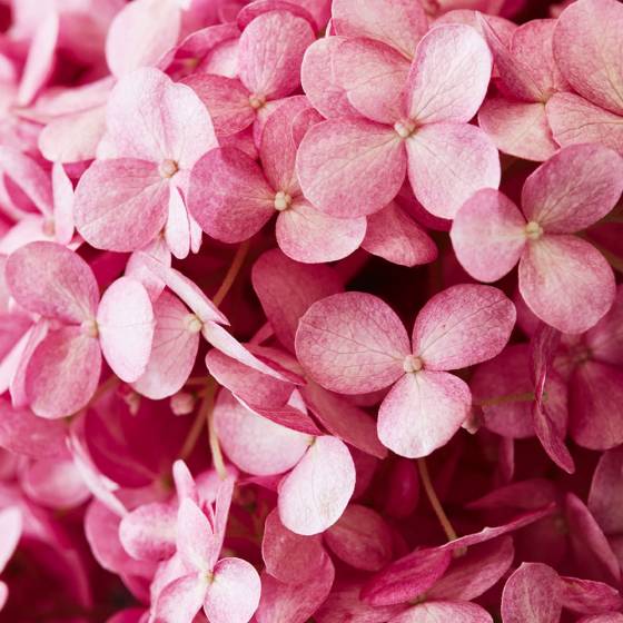 Hydrangea smooth Magical Dark Pink