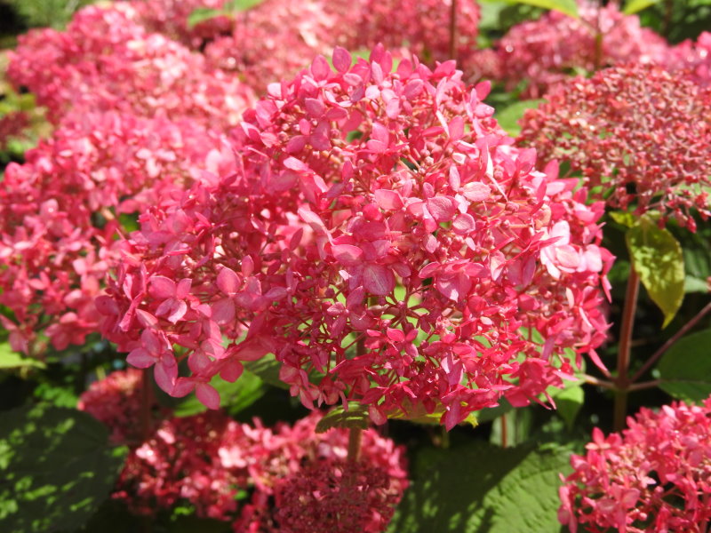 Hydrangea Pink Percussion3