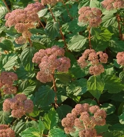 Hydrangea smooth Pink Pincushion