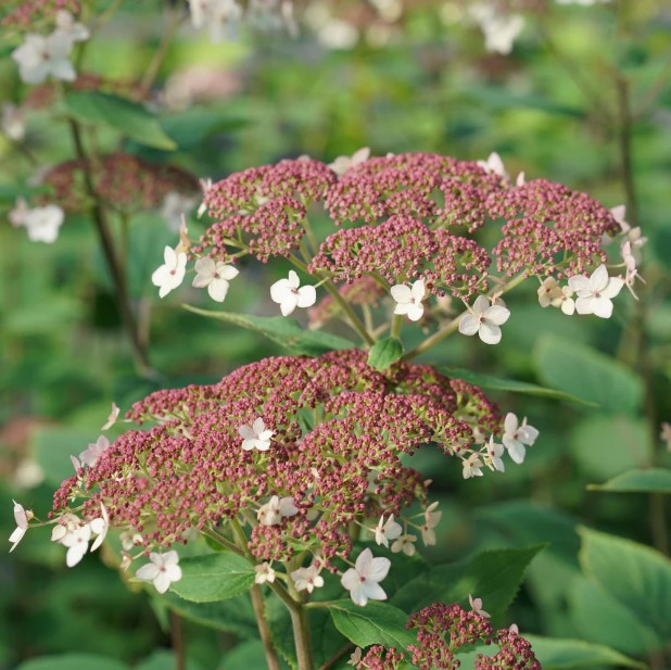 Hydrangea arborescence Pinky Pollen Ring