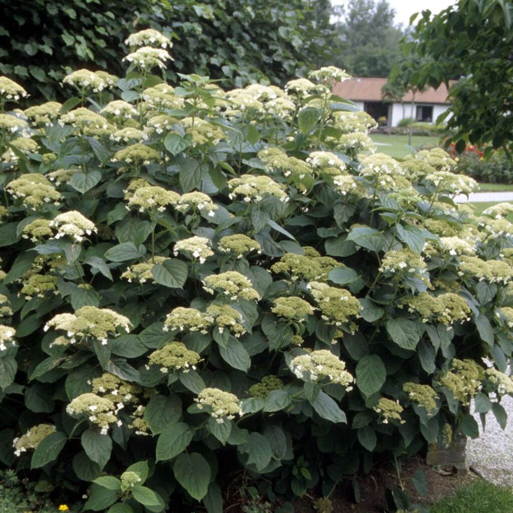 Hydrangea smooth White Dome/ Dardom