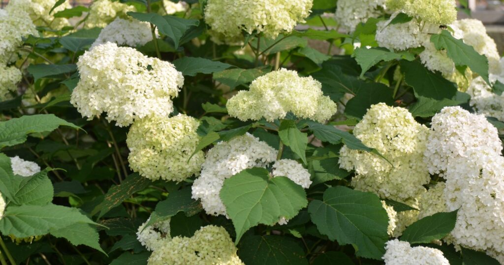 Hydrangea smooth Bounty