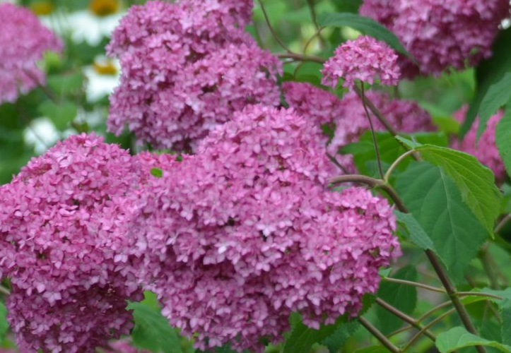 Hydrangea Endless Summer Bella Anna Piiha-I 4