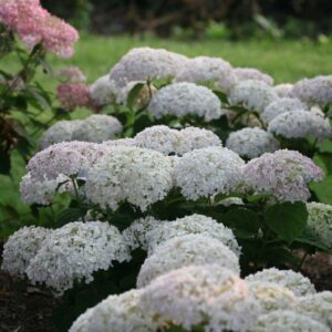 Hydrangea Invincibelle We White -BellaRagazza Blanchetta