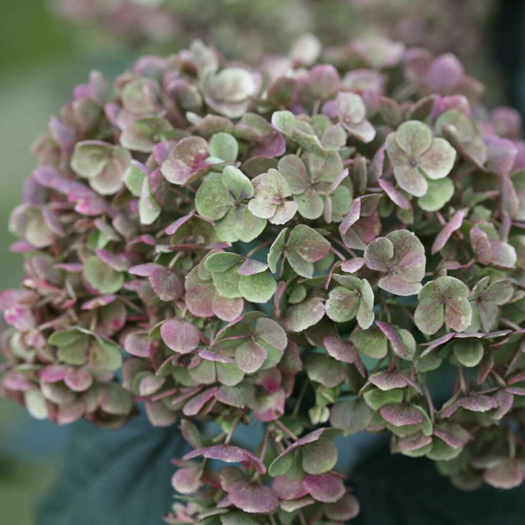 Hydrangea Invincibelle Mini Mauvette/Bella Ragazza Mauvette