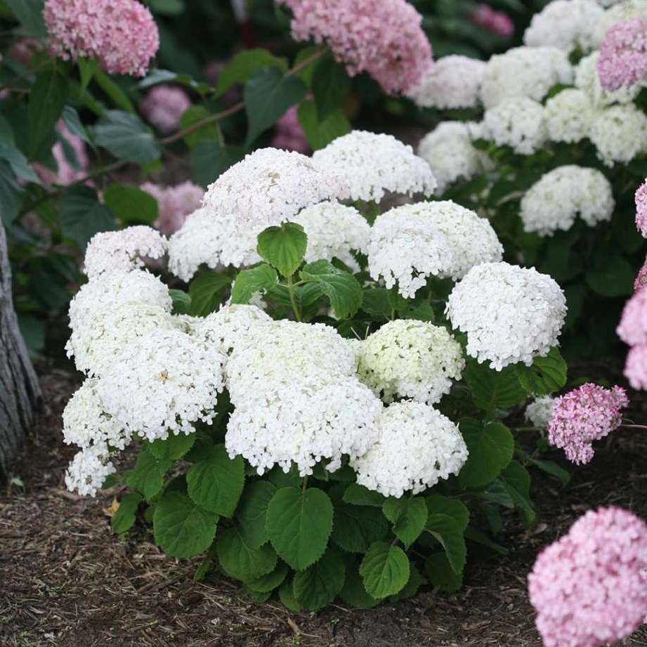 Hydrangea Invincibelle We White - BellaRagazza Blanchetta