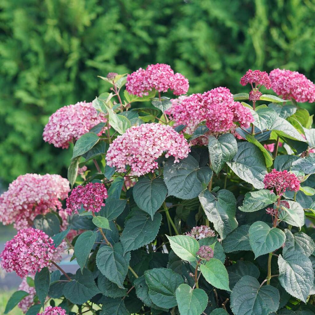 Hydrangea Invincibelle Garnetta