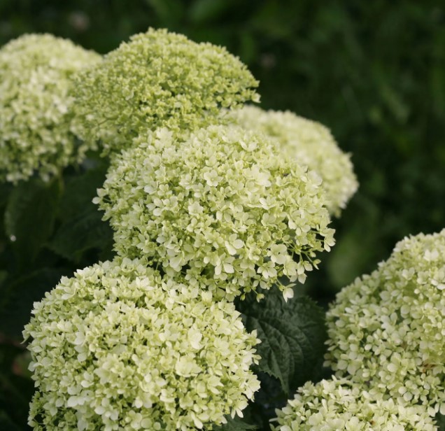 Hydrangea Invincibelle Limetta - BellaRagazza Limetta