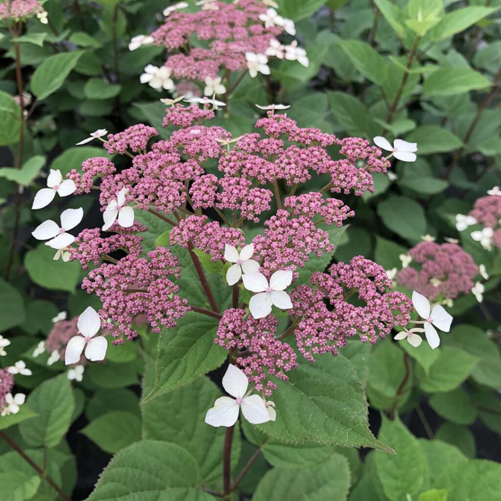 Hydrangea Invincibelle Lace 2