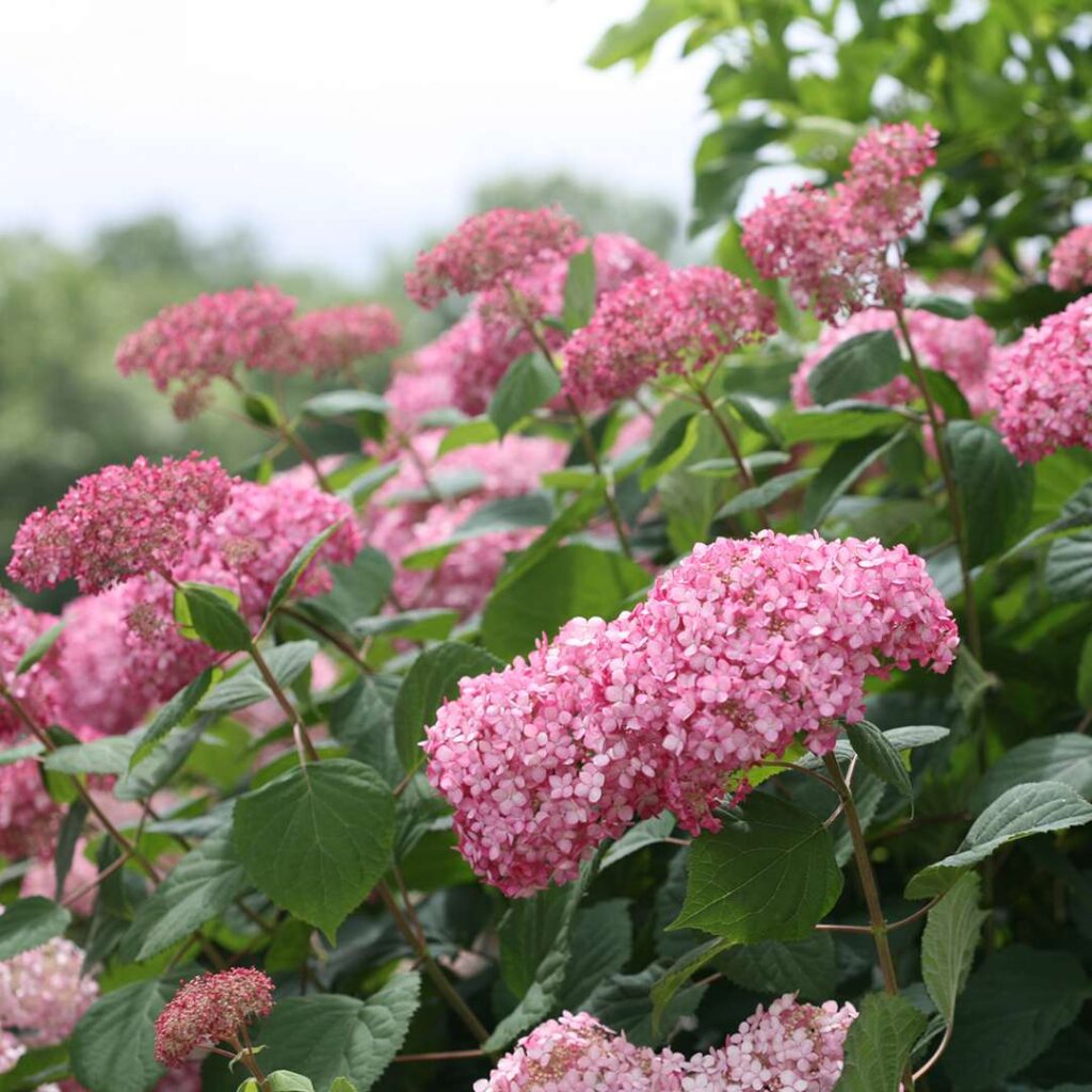 Hydrangea Pink Annabelle II -Invincibelle Spirit II