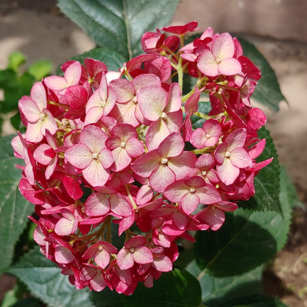 Hydrangea Ruby Annabelle - Invincibelle Ruby2