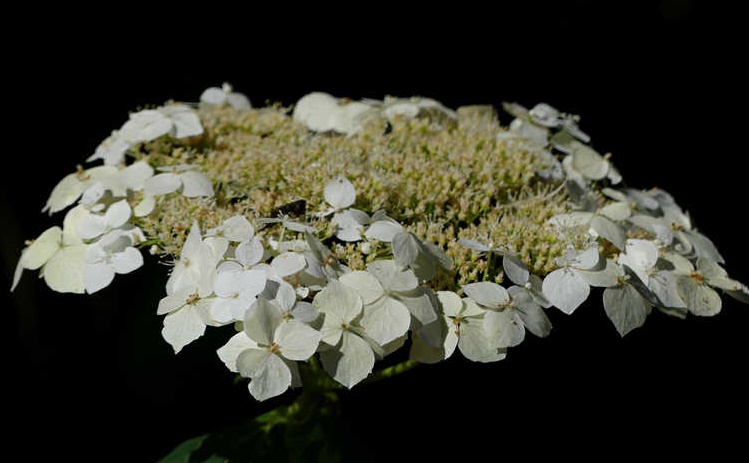 Hydrangea smooth Mary Nell