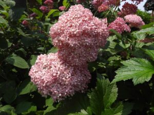 Hydrangea Invincibelle Spirit - Pink Annabelle