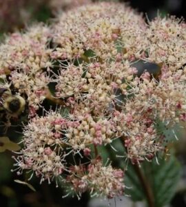 Hydrangea arborescence Pink Pincushion