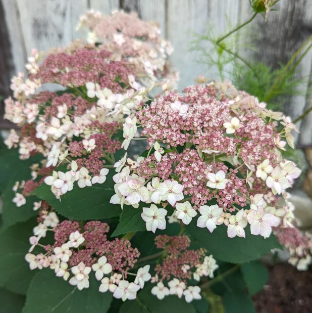 Hydrangea Pinky Pollen Ring