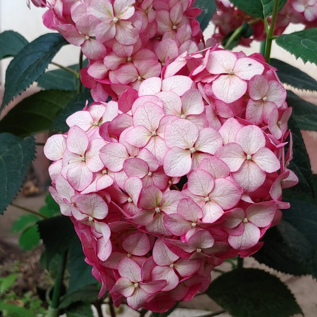 Hydrangea Ruby Annabelle - Invincibelle Ruby