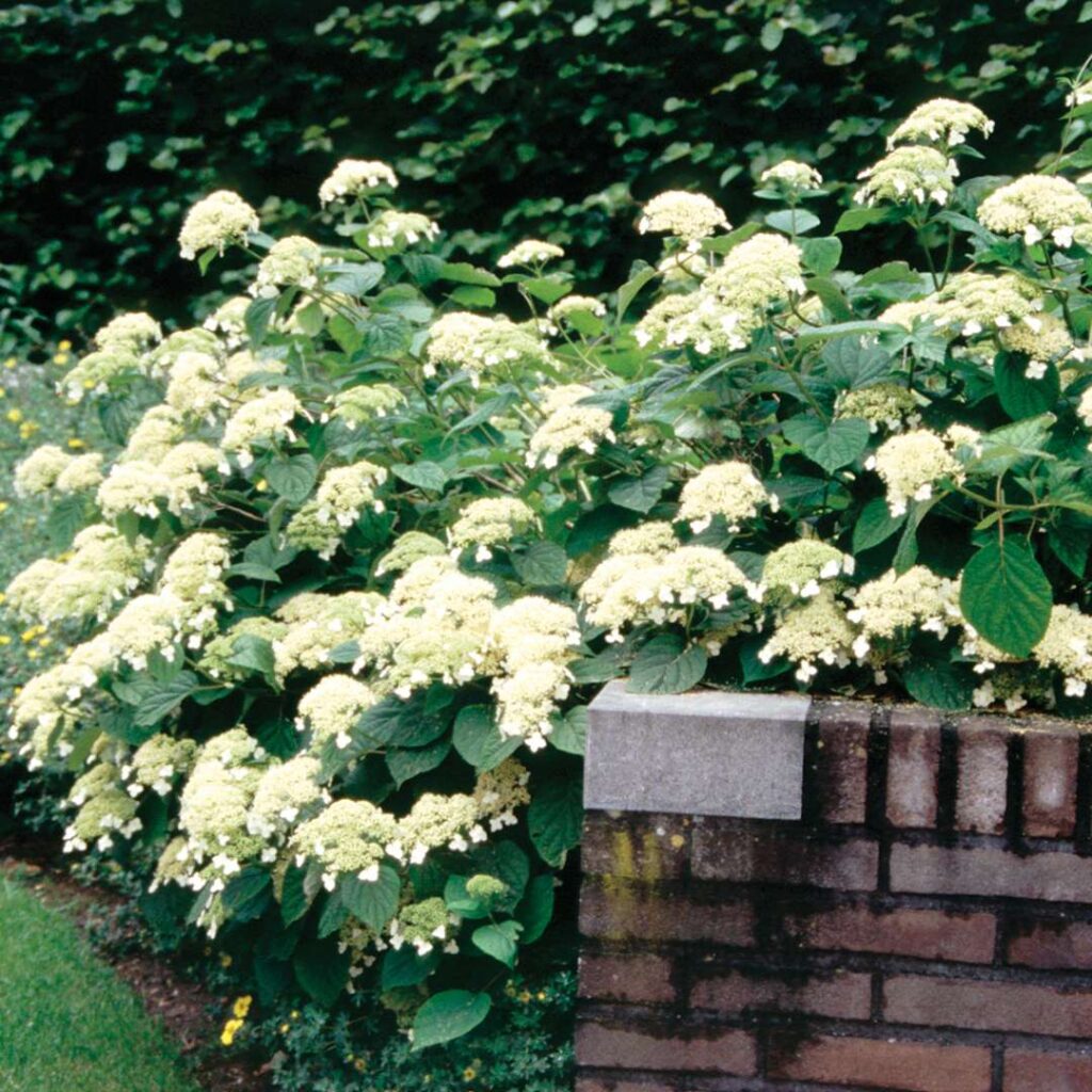 Hydrangea White Dome/ Dardom