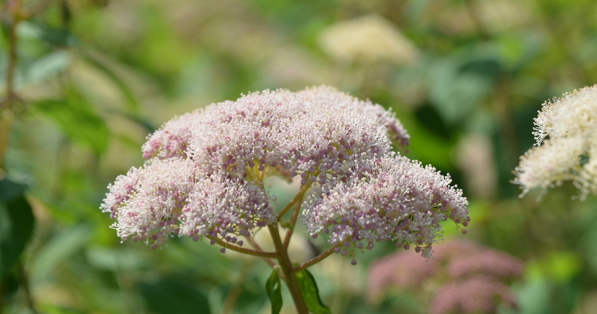 Hydrangea Eco Pink Puff