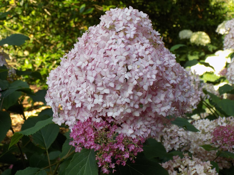 Hydrangea Endless Summer Bella Anna Piiha-I 2