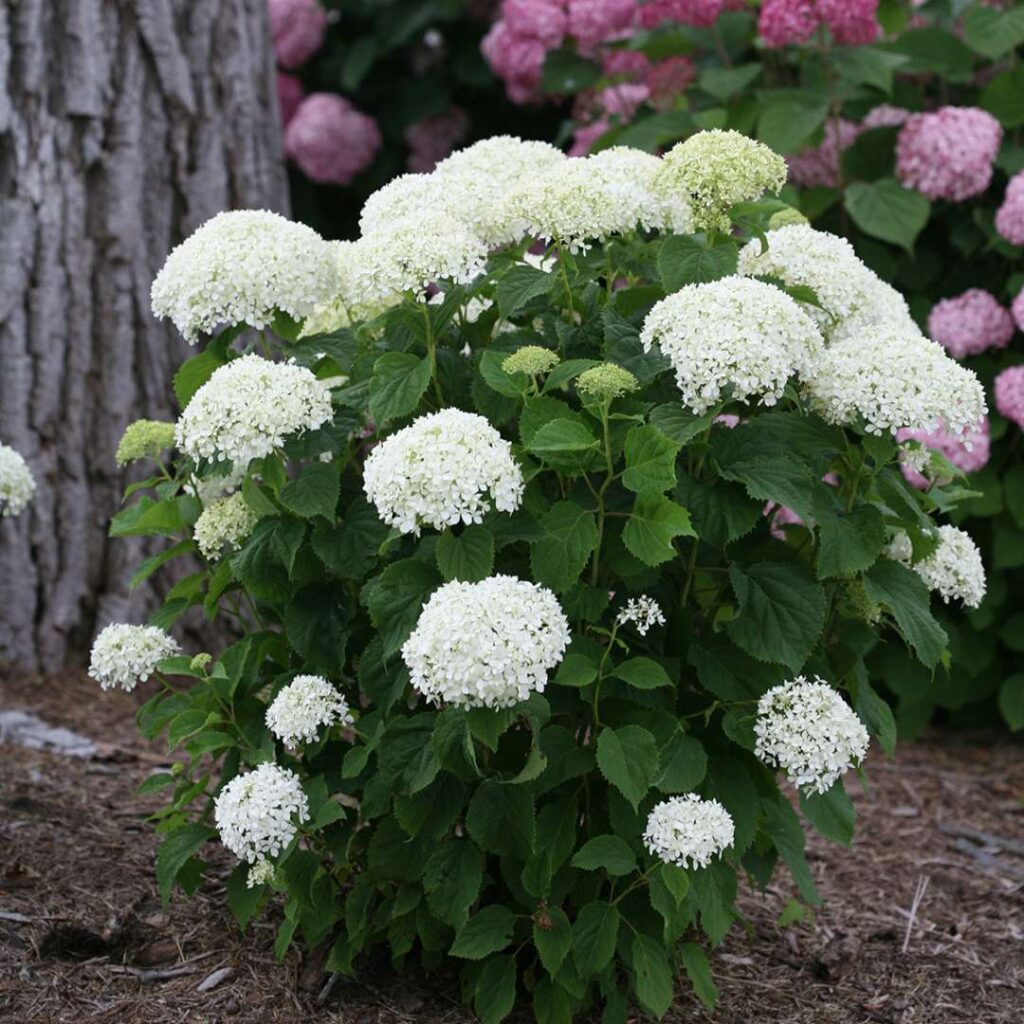 Hydrangea Invincibelle Limetta- BellaRagazza Limetta