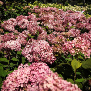 Hydrangea Pinkerella, Magical Pinkerbell, Kolpinbel3